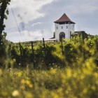 Villa Vinèa celebrează culesul strugurilor printr-un eveniment-simbol: „De la rouă la răsfăț – Culese alese din vie” 