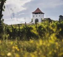 Villa Vinèa celebrează culesul strugurilor printr-un eveniment-simbol: „De la rouă la răsfăț – Culese alese din vie” 