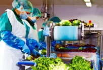Eisberg, un reper privind securitatea alimentară a salatelor gata de consum
